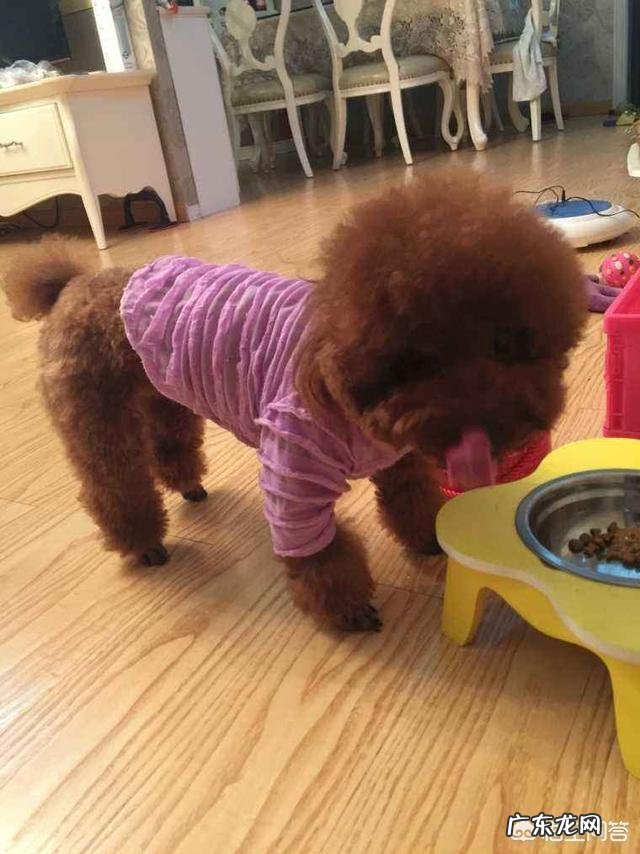 饲养泰迪犬,它会有什么样的怪癖吗