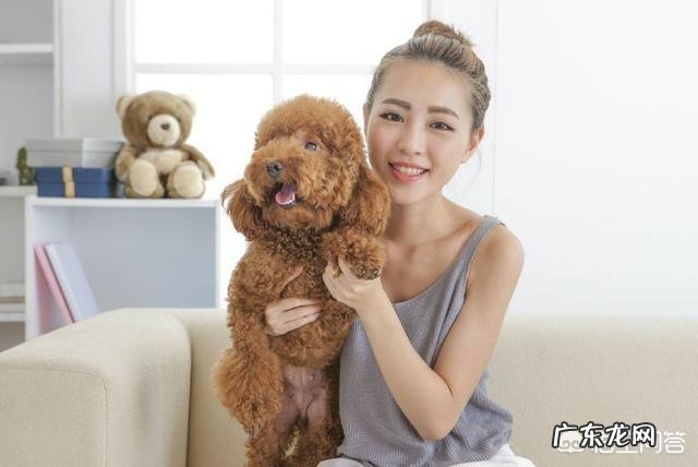 饲养泰迪犬,它会有什么样的怪癖吗