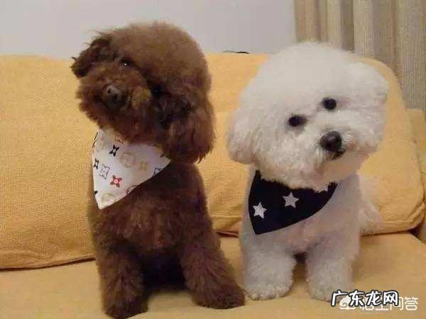 饲养泰迪犬,它会有什么样的怪癖吗