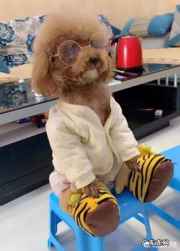 饲养泰迪犬,它会有什么样的怪癖吗