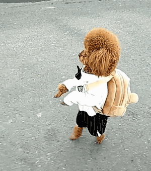 饲养泰迪犬,它会有什么样的怪癖吗