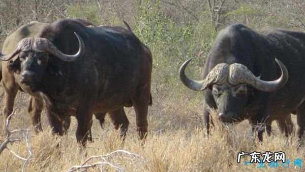 世界十大最危险的动物 第一的竟然是蚂蚁!