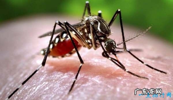 世界十大最危险的动物 第一的竟然是蚂蚁!