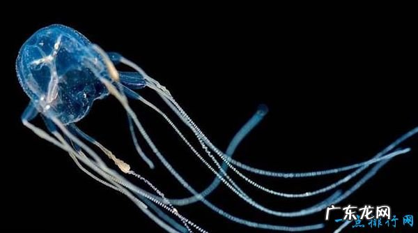 世界十大最危险的动物 第一的竟然是蚂蚁!