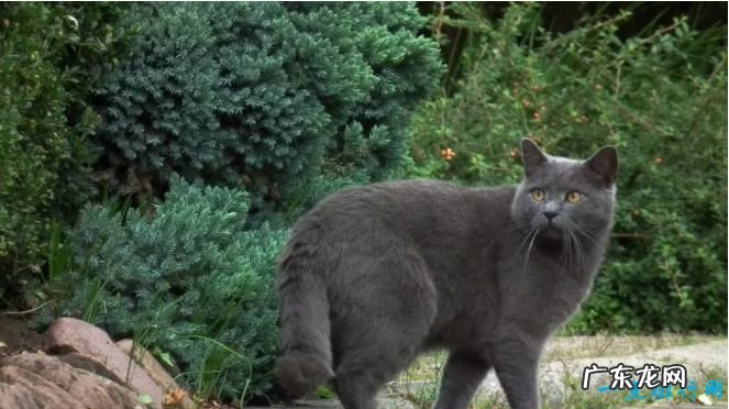 十种世界上最大的猫 最大的体重可达25磅！