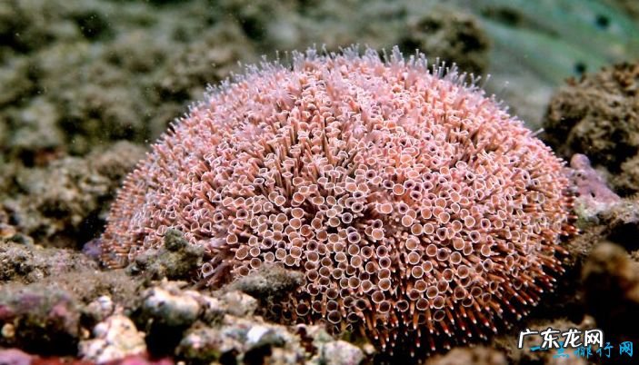 世界十大恐怖动物 幸好它们都生活在海里