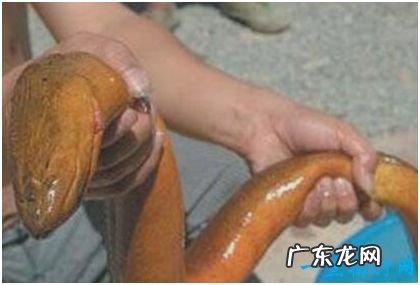 世界上最大的黄鳝,长1.5米重36斤,有成人小腿粗细