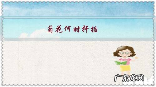 菊花开花时能扦插吗 菊花何时扦插?怎样能矮壮?