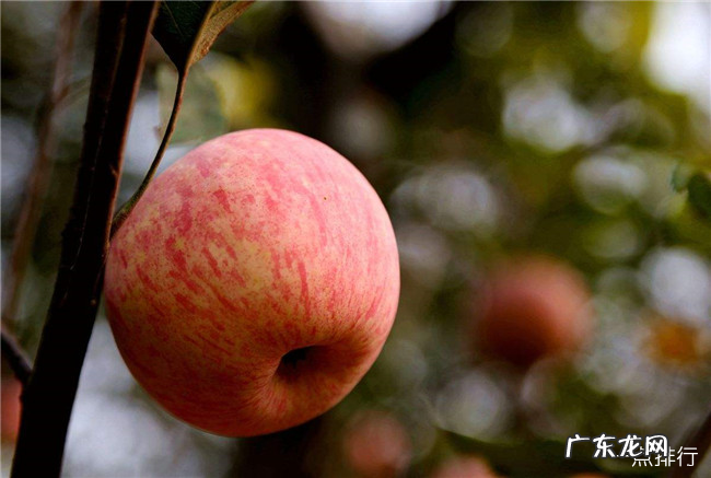 吃什么水果去火 十种能降火排毒的水果排名
