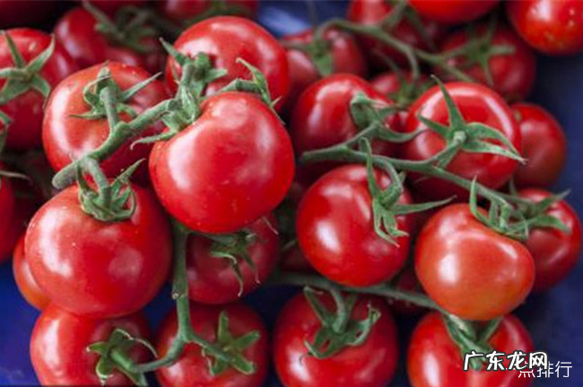 吃什么对肺好 十大养肺润肺的食物排行