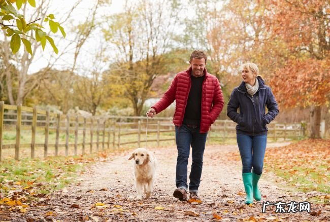 世界上最受欢迎的十大家犬品种 最值得养的宠物犬