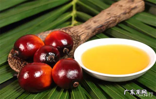 十大常见的植物油盘点 家用植物油都有哪些