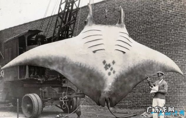 世界最大的鱼Top10 鲸鲨以重47000磅排第一！
