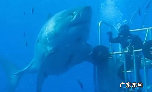 世界最大的鱼Top10 鲸鲨以重47000磅排第一!