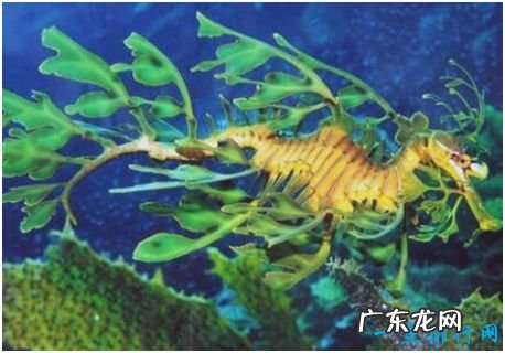 世界上最会伪装的海龙,叶海龙宛若一株漂浮在水中的海藻