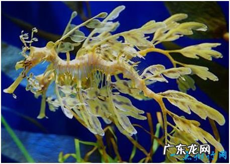 世界上最会伪装的海龙,叶海龙宛若一株漂浮在水中的海藻