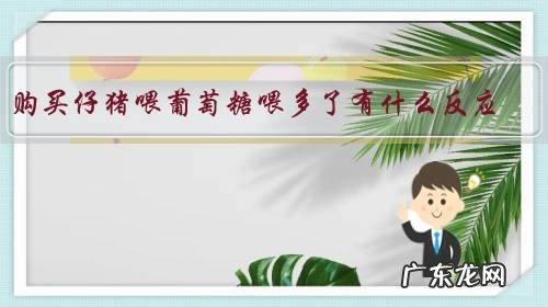 购买仔猪喂葡萄糖喂多了有什么反应?