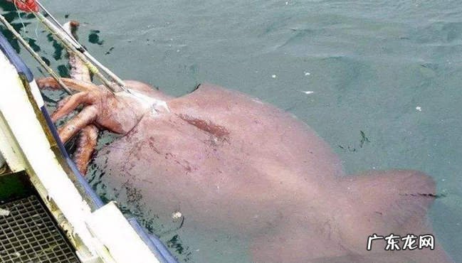 海底十大神秘生物 世界上真有14米长的巨型鱿鱼