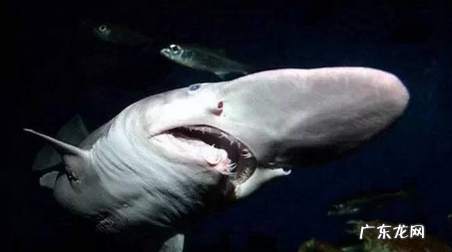 海底十大神秘生物 世界上真有14米长的巨型鱿鱼