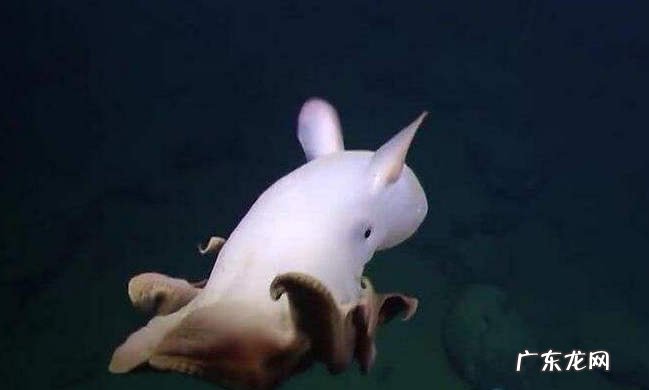 海底十大神秘生物 世界上真有14米长的巨型鱿鱼