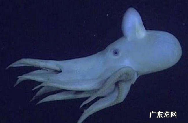 海底十大神秘生物 世界上真有14米长的巨型鱿鱼