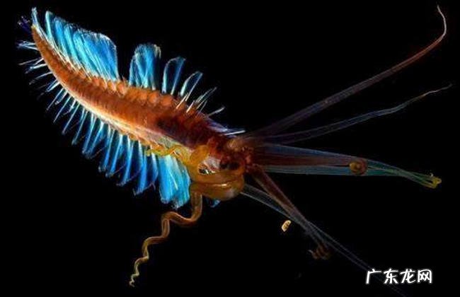 海底十大神秘生物 世界上真有14米长的巨型鱿鱼