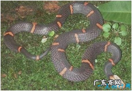 世界上最难养的蛇,喜玛拉雅白头蛇用绝食拒绝人工饲养