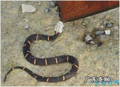 世界上最难养的蛇,喜玛拉雅白头蛇用绝食拒绝人工饲养