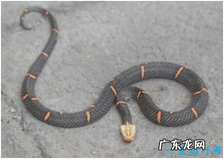 世界上最难养的蛇,喜玛拉雅白头蛇用绝食拒绝人工饲养