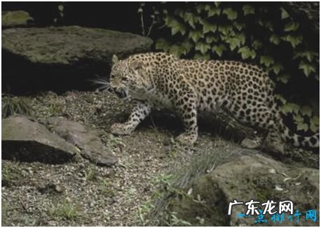 世界上最大的豹,波斯豹体长可接近2米