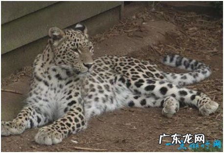 世界上最大的豹,波斯豹体长可接近2米