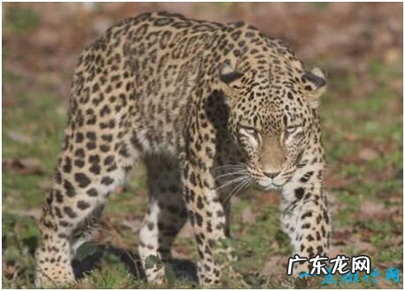 世界上最大的豹,波斯豹体长可接近2米