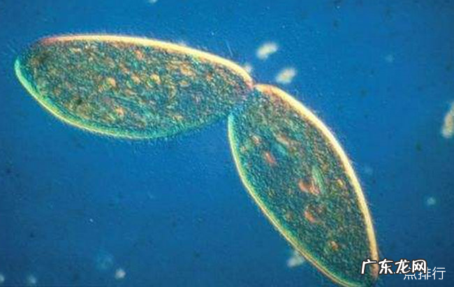 世界十大无性繁殖的动物 无性繁殖的动物有哪些