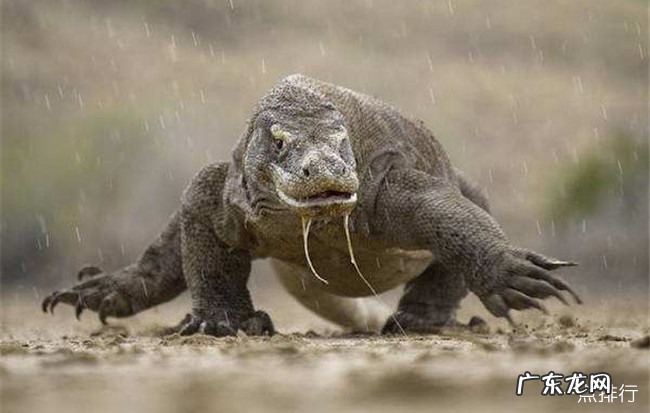 世界十大无性繁殖的动物 无性繁殖的动物有哪些