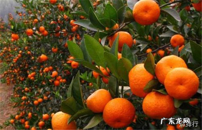 感冒咳嗽吃什么水果好 适合感冒咳嗽吃的十种水果