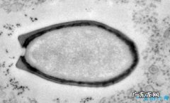 世界上最大的病毒 潘多拉三万年后被复活