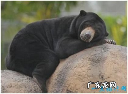 世界上最小的熊 马来熊仅重27千克不及黑熊十分之一