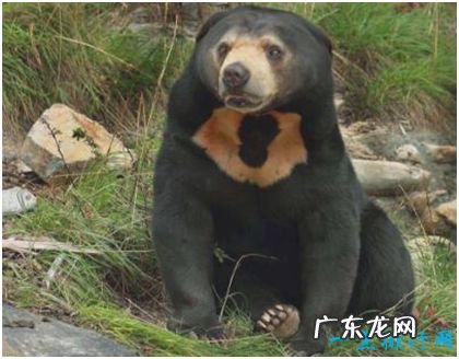 世界上最小的熊 马来熊仅重27千克不及黑熊十分之一