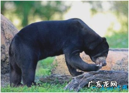 世界上最小的熊 马来熊仅重27千克不及黑熊十分之一