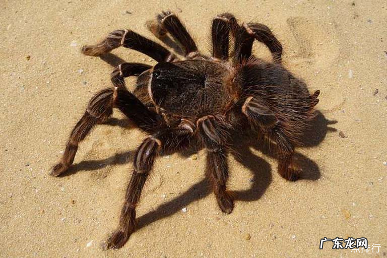 世界最大的蜘蛛排名 巨型猎人蜘蛛仅排第二