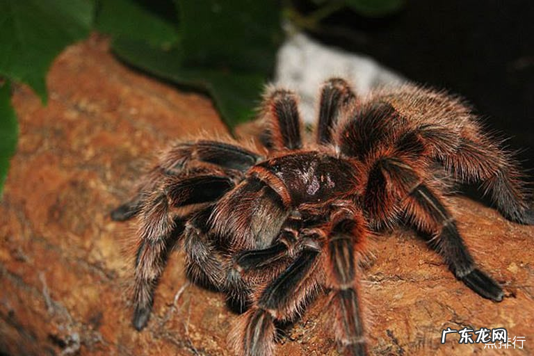 世界最大的蜘蛛排名 巨型猎人蜘蛛仅排第二