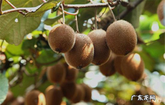 黄山十大特产 黄山特产可以带走的