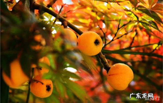 黄山十大特产 黄山特产可以带走的