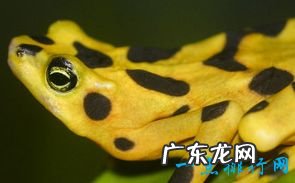 最小的生物 你知道吗