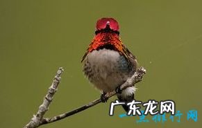 最小的生物 你知道吗