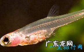 最小的生物 你知道吗