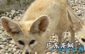 最小的生物 你知道吗