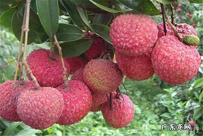 北海十大特产 北海特产有哪些