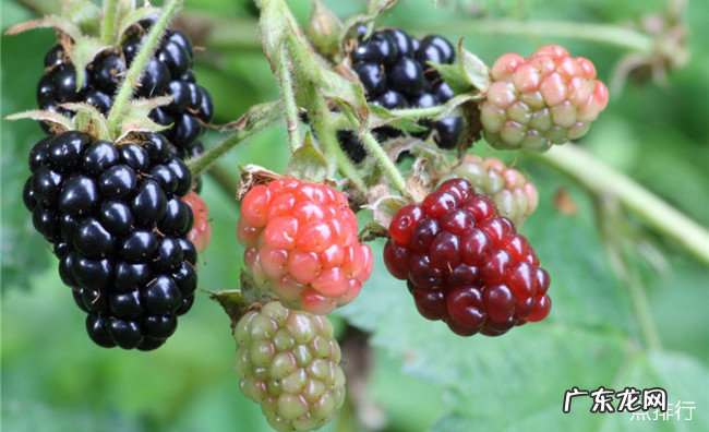 什么东西解酒最快 十种有效解酒的方法