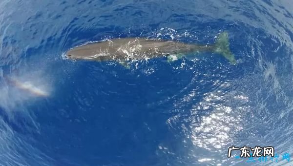 世界上嗓门最大的十种动物 抹香鲸以230分贝位居第一